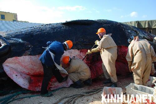 死亡瓜头鲸冷冻保存(保护野生动物！死亡瓜头鲸遗体冷藏，等待解剖研究)