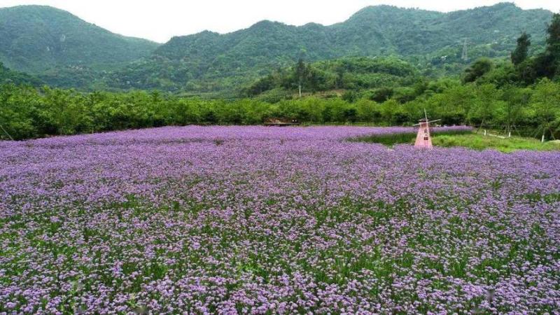 仙居薰衣草(仙居薰衣草：浪漫的紫色之海 → 仙居薰衣草田：紫意盎然)