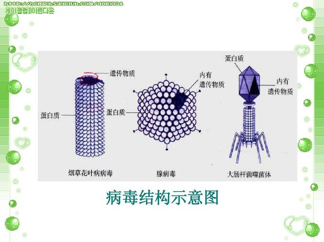 毁灭菇的现实原型(重写后的标题：虫草菌：一种令人恐惧的真菌病毒)