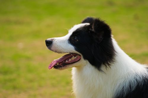 边境牧羊犬训练教程(学习如何训练边境牧羊犬：简易教程)